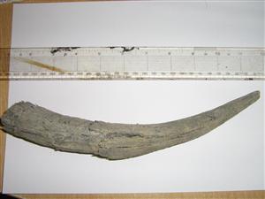 CEMEX_0276: Tusk